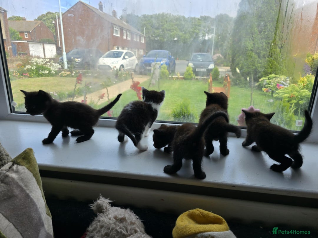 Mixed Breed cats for sale: Mix breed 3 boys 2 girls  - Image 2