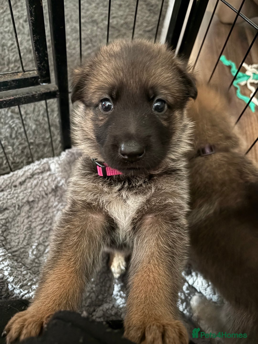 Mixed Breed dogs for sale: Belgian malinois x German Shepherd puppies  - Advert 24