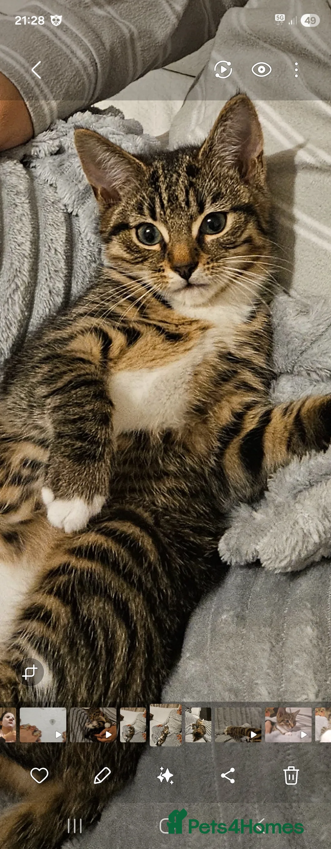 Bengal cats for sale: Female Bengal - Advert 3