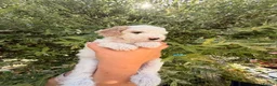 Australian Labradoodle dogs for sale: 8 Gorgeous Australian labradoodle puppies - Advert 27