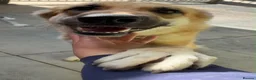 Saarloos Wolfdog dogs for sale: Stunning Low Content Wolfdog  - Advert 6