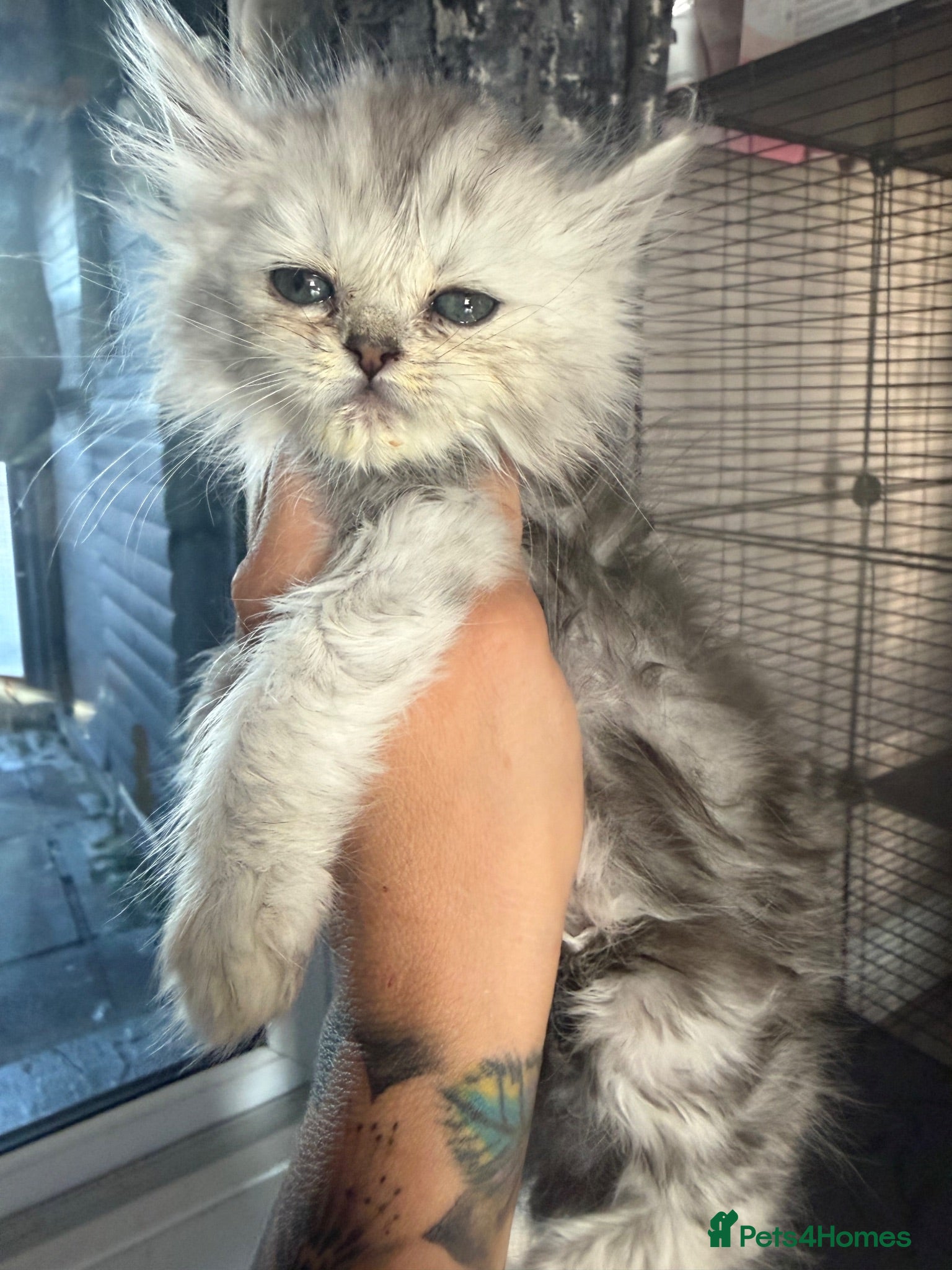 Persian cats I have 4 Persian cross Maine coon kittens - Advert 3