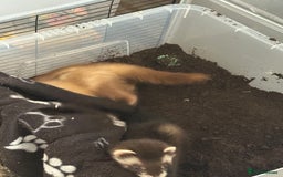 Ferret rodents for sale: 4 males with enclosure  - Image 9