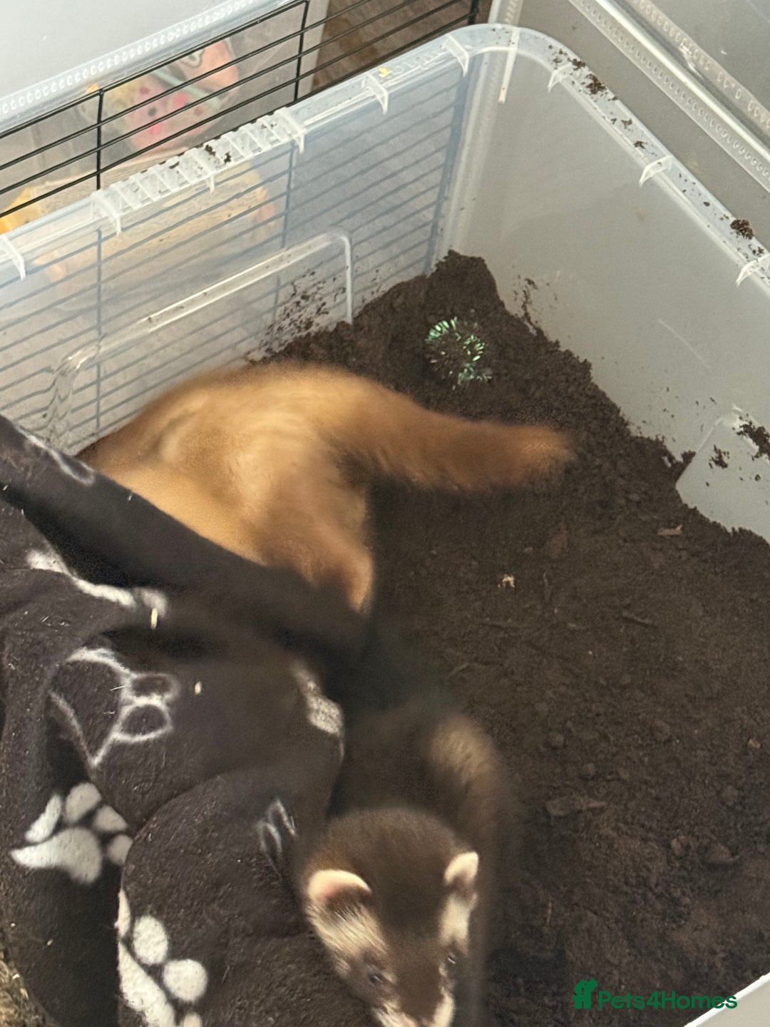 Ferret rodents for sale: 4 males with enclosure  - Image 9