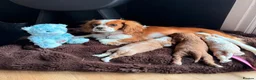Cavalier King Charles Spaniel dogs for sale: Stunning Cavalier King Charles Spaniel Pups - Advert 10
