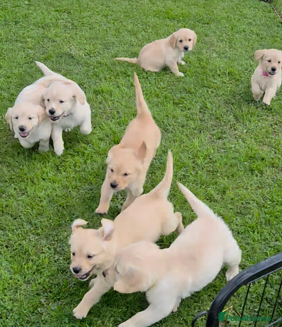 Golden Retriever dogs for sale: KC GOLDEN RETRIEVER PUPPIES  - Advert 1