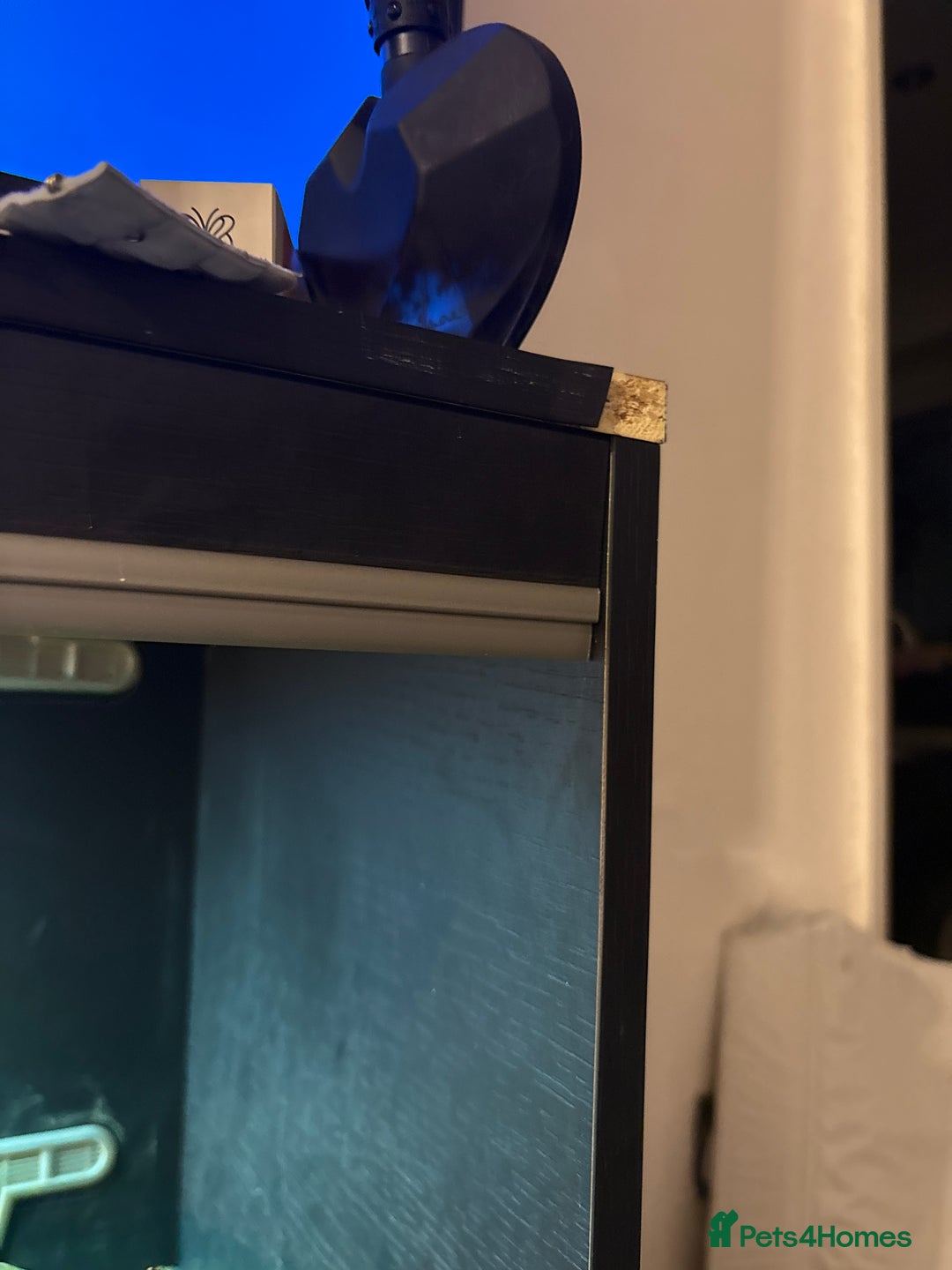 Leopard Gecko reptiles for sale: Zuko and viv - Image 5