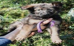 German Shepherd dogs for sale: German Shepherd Puppies - Image 30