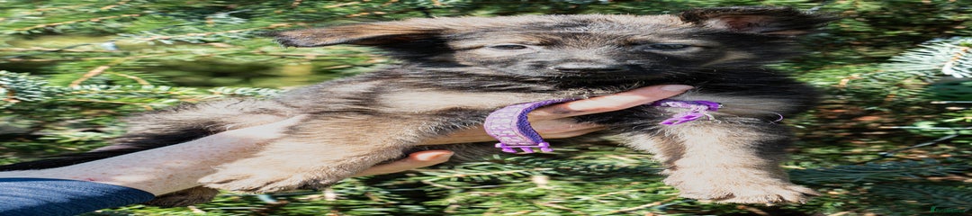 Purple Collar Female