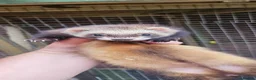 Ferret rodents for sale: Polecat jills - Advert 3