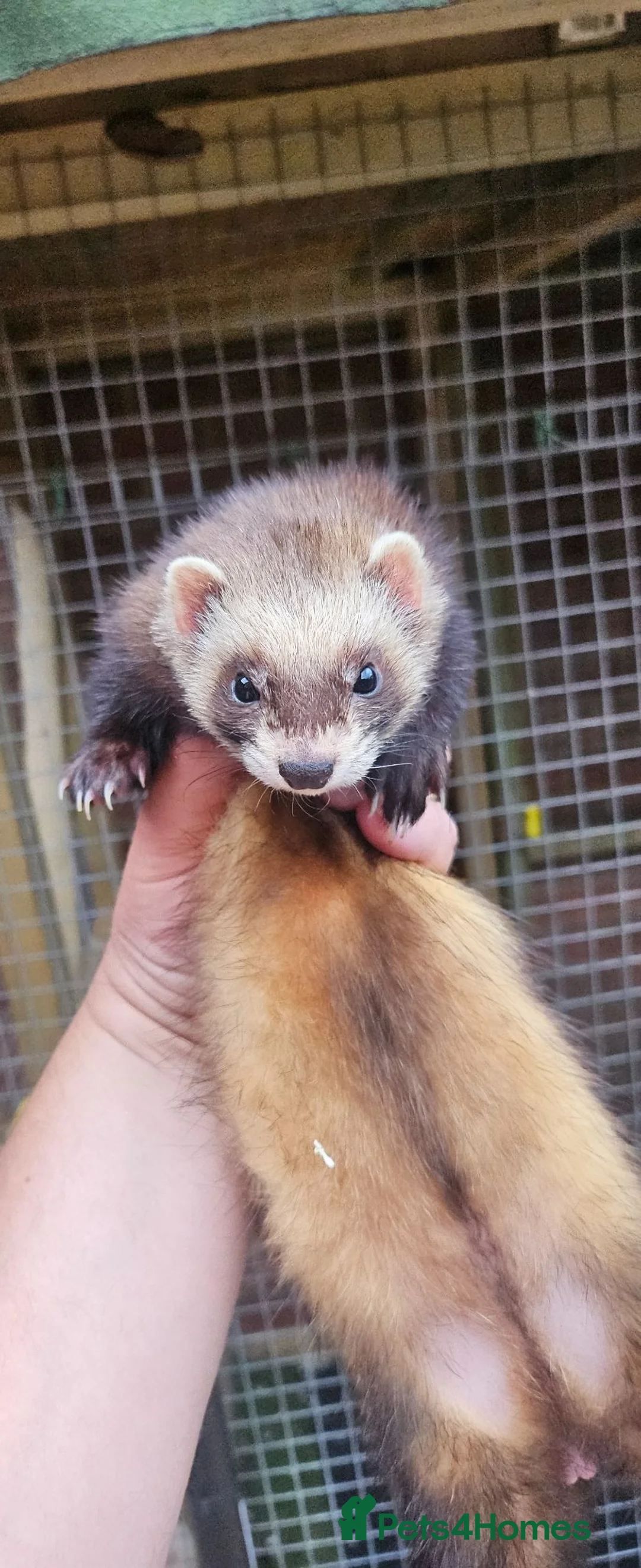 Ferret rodents for sale: Polecat jills - Advert 3
