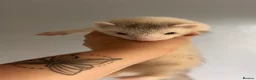 Ferret rodents for sale: Ferret kits for sale - Advert 9