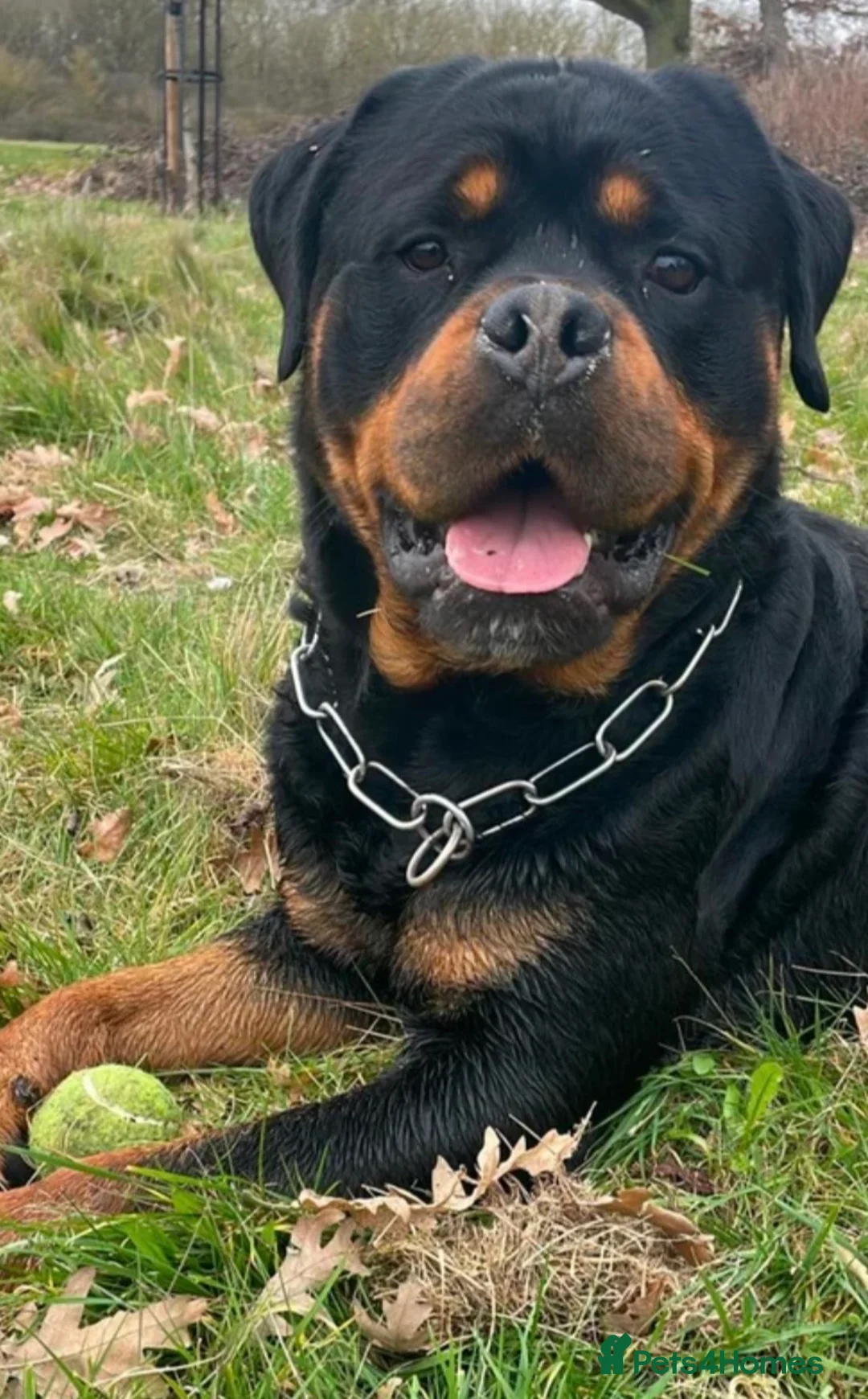 Rottweiler dogs for sale: Stunning KC chunky Rottweiler puppies for sale  - Advert 4
