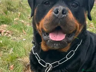 Rottweiler dogs KC REGISTERED ROTWEILLER PUPPYS - Advert 21