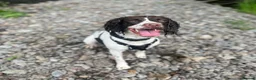 English Springer Spaniel dogs for sale: KC registered Springer Spaniel Puppies in Beauly - Advert 9