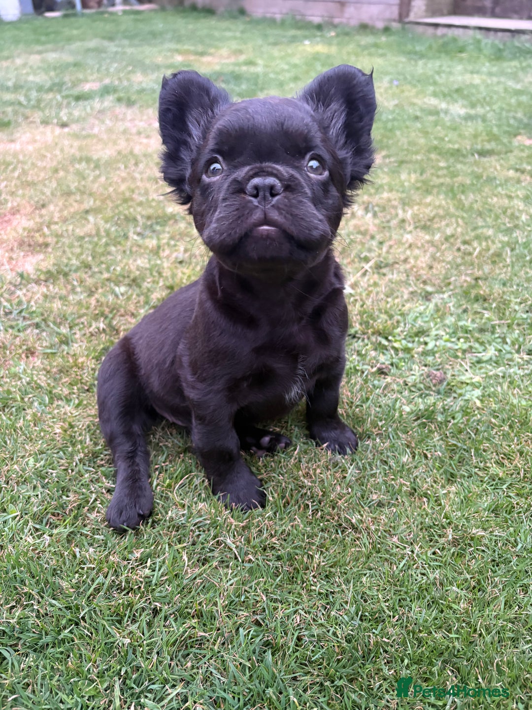 French Bulldog dogs for sale: *Fluffy French Bulldog Pups-4 reserved* - Image 4