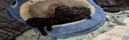 Miniature Poodle dogs for sale: Miniature poodles puppys  - Advert 3