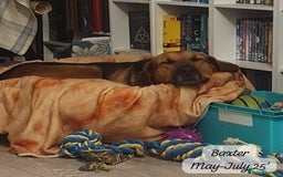 Mixed Breed dogs for adoption: Baxter, 5 yrs old boy. Available for adoption. - Image 15