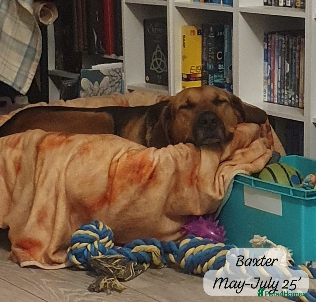 Mixed Breed dogs for adoption: Baxter, 5 yrs old boy. Available for adoption. - Image 15