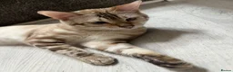 Bengal cats for sale: Yeyo. - Advert 10