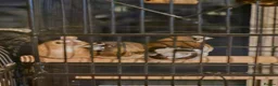Finches birds for sale: Complete Finch setup (9 Birds + All Equipment) in Spalding - Advert 2