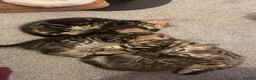 Bengal cats for sale: Beautiful Bengal female kitten AVAILABLE NOW  - Advert 1