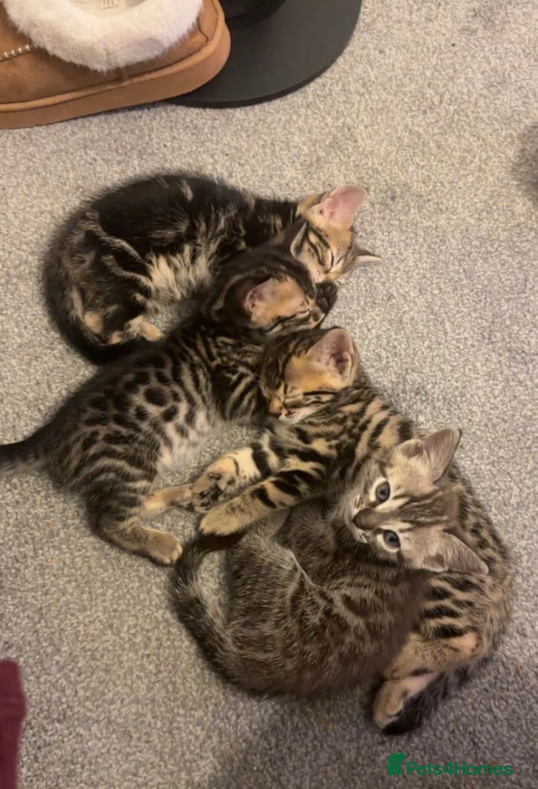 Bengal cats for sale: Beautiful Bengal female kitten AVAILABLE NOW  - Advert 1