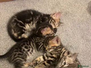 Bengal cats Beautiful Bengal female kitten AVAILABLE NOW - Advert 14