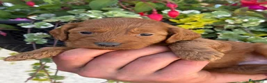Cockapoo 6