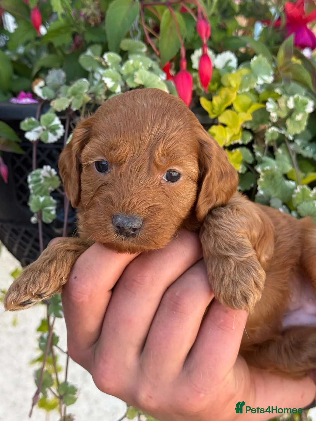 Cockapoo dogs for sale: REDUCED Ready Now Stunning F1 Cockapoo girl - Advert 17
