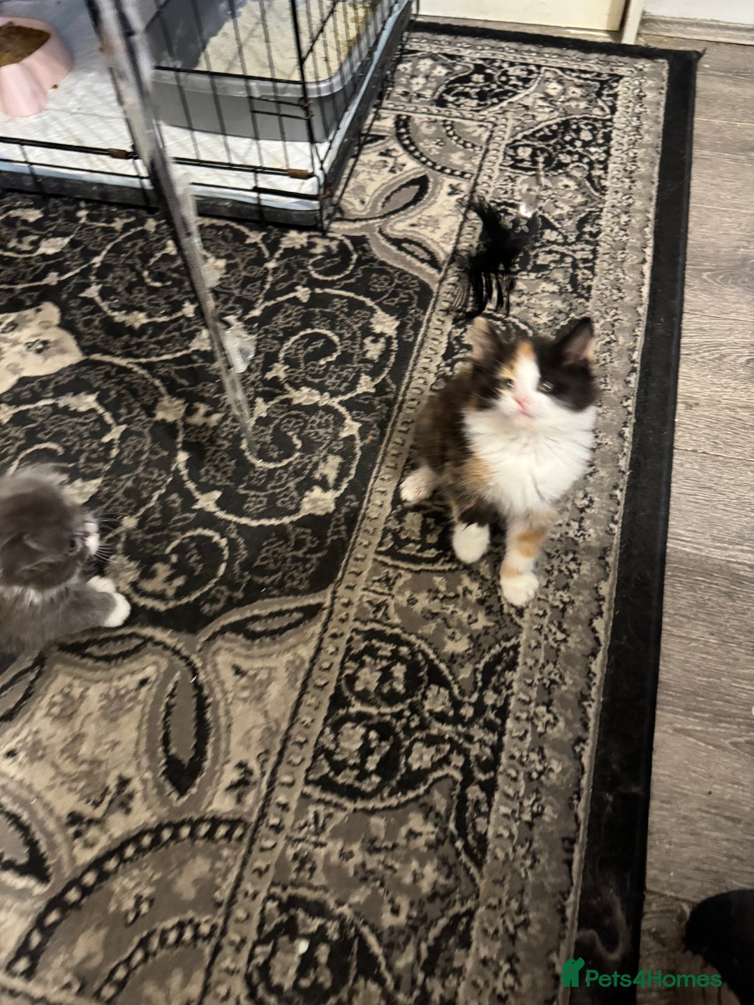 Maine Coon cats for sale: Stunning babies - Image 10
