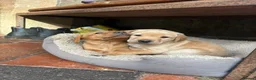 Labrador Retriever dogs for sale: Yellow Labrador pups  in Bridgwater - Advert 3