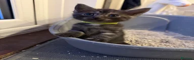 Oreo