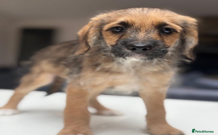 Saint Bernard dogs - Advert 1