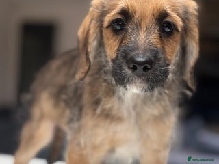 Saint Bernard dogs - Advert 2