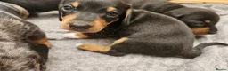 Dachshund dogs for sale: Dachshunds 8 Puppies only 2 girls 1 boy left - Advert 6