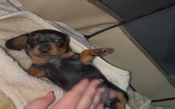 Miniature Dachshund dogs for sale: Mini Smooth Haired Dachshund Puppy  - Image 2