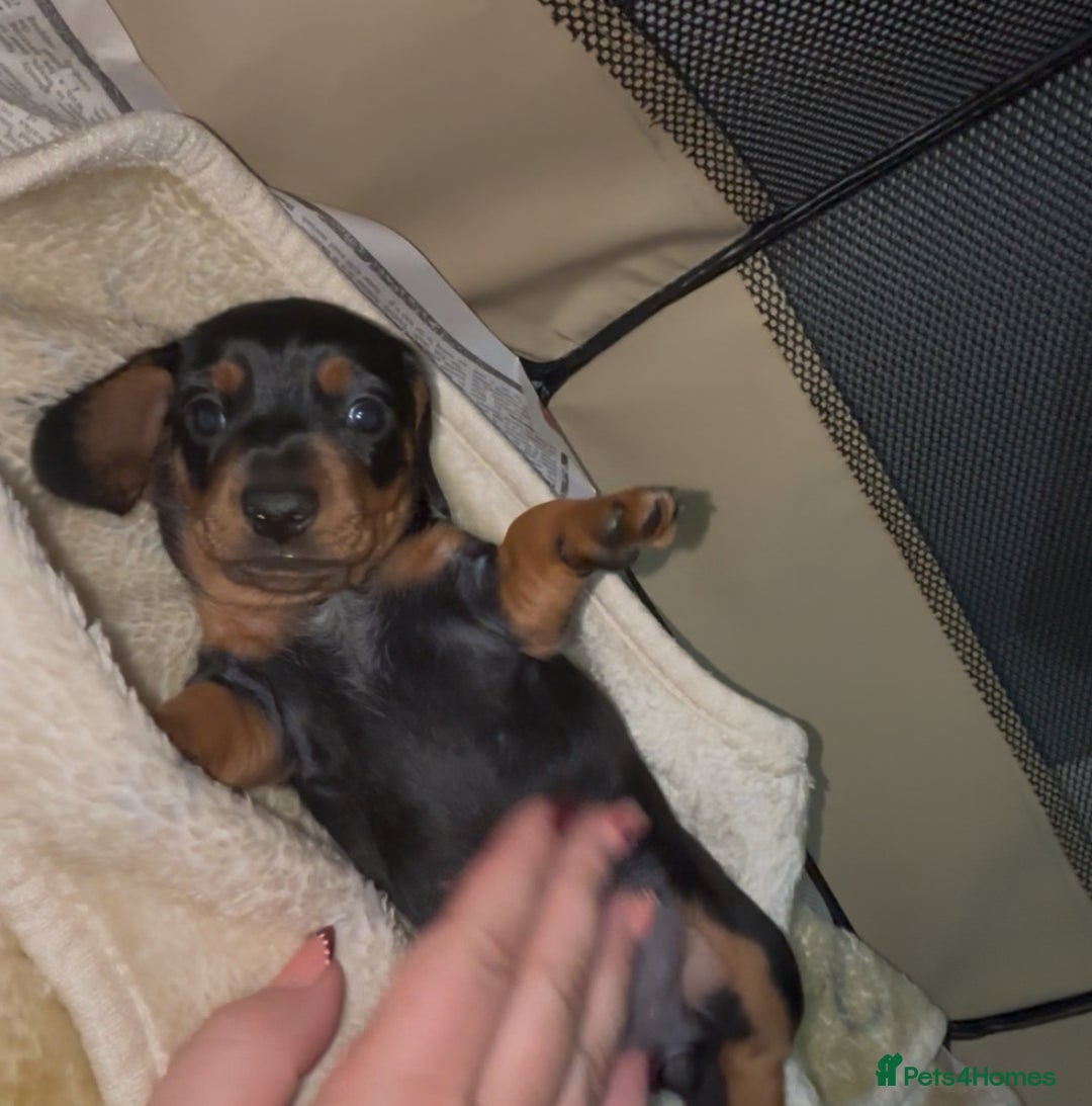Miniature Dachshund dogs for sale: Mini Smooth Haired Dachshund Puppy  - Image 2