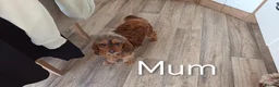 Cockapoo dogs for sale: F2b Cockapoo puppies health tested parents  - Advert 2