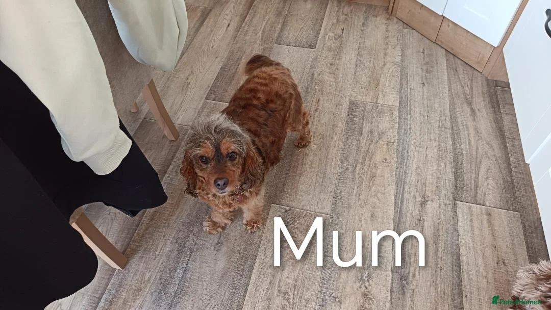 Cockapoo dogs for sale: F2b Cockapoo puppies health tested parents  - Advert 2
