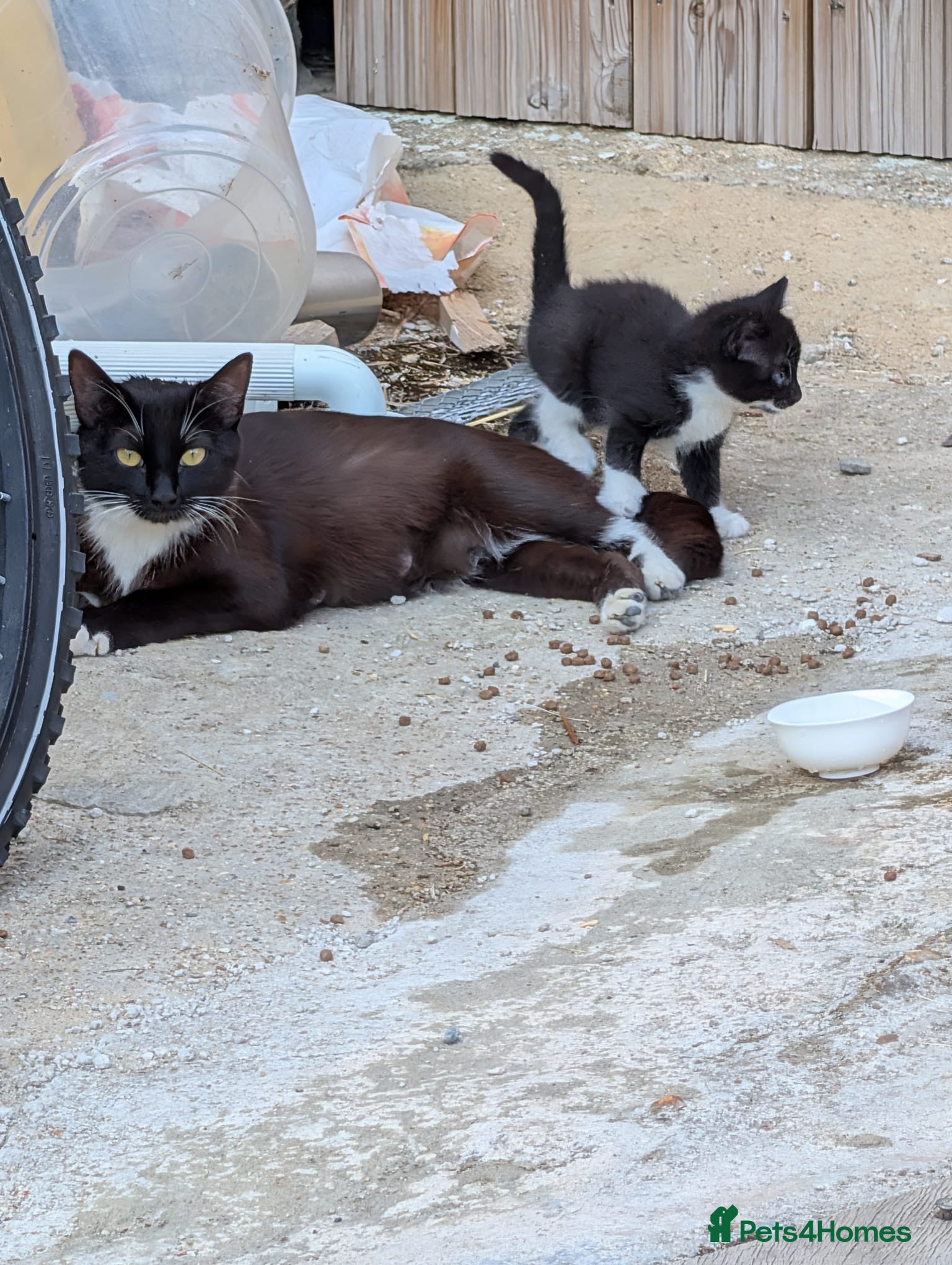 Domestic Shorthair cats Become a Penny Paws foster homes for cats in need - Advert 16