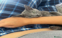 Mixed Breed cats for sale: Winnie-kitten - Image 1