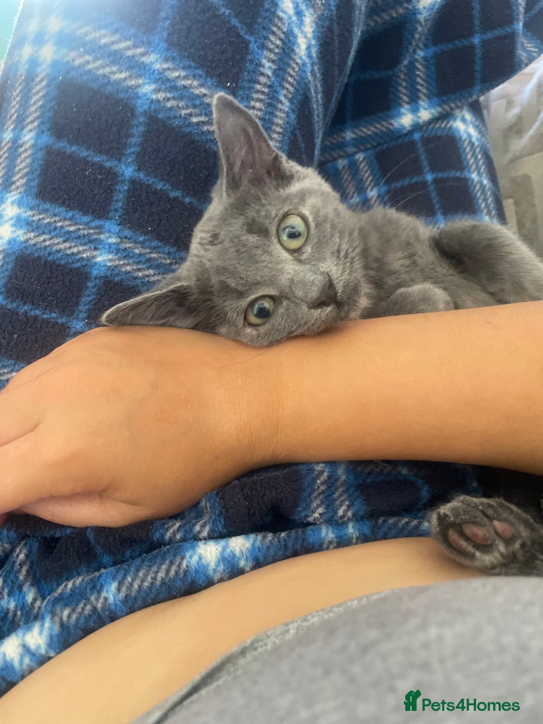 Mixed Breed cats for sale: Winnie-kitten - Image 1