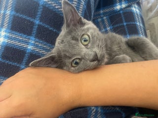 Mixed Breed cats - Advert 2