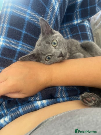 Mixed Breed cats - Advert 1