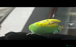 Budgerigars birds for sale: Male & Female Budgies Must Go Together - Image 3