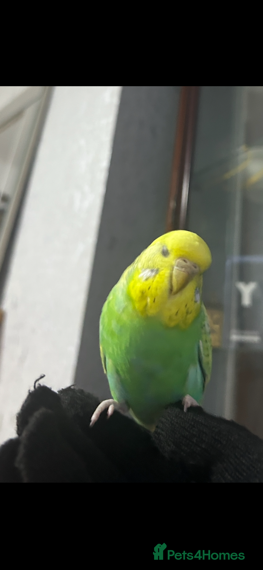 Budgerigars birds for sale: Male & Female Budgies Must Go Together - Image 3