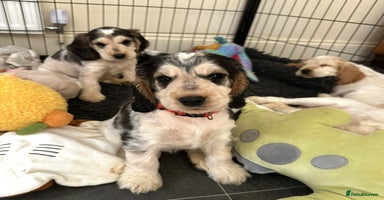 Cocker Spaniel dogs - Advert 16