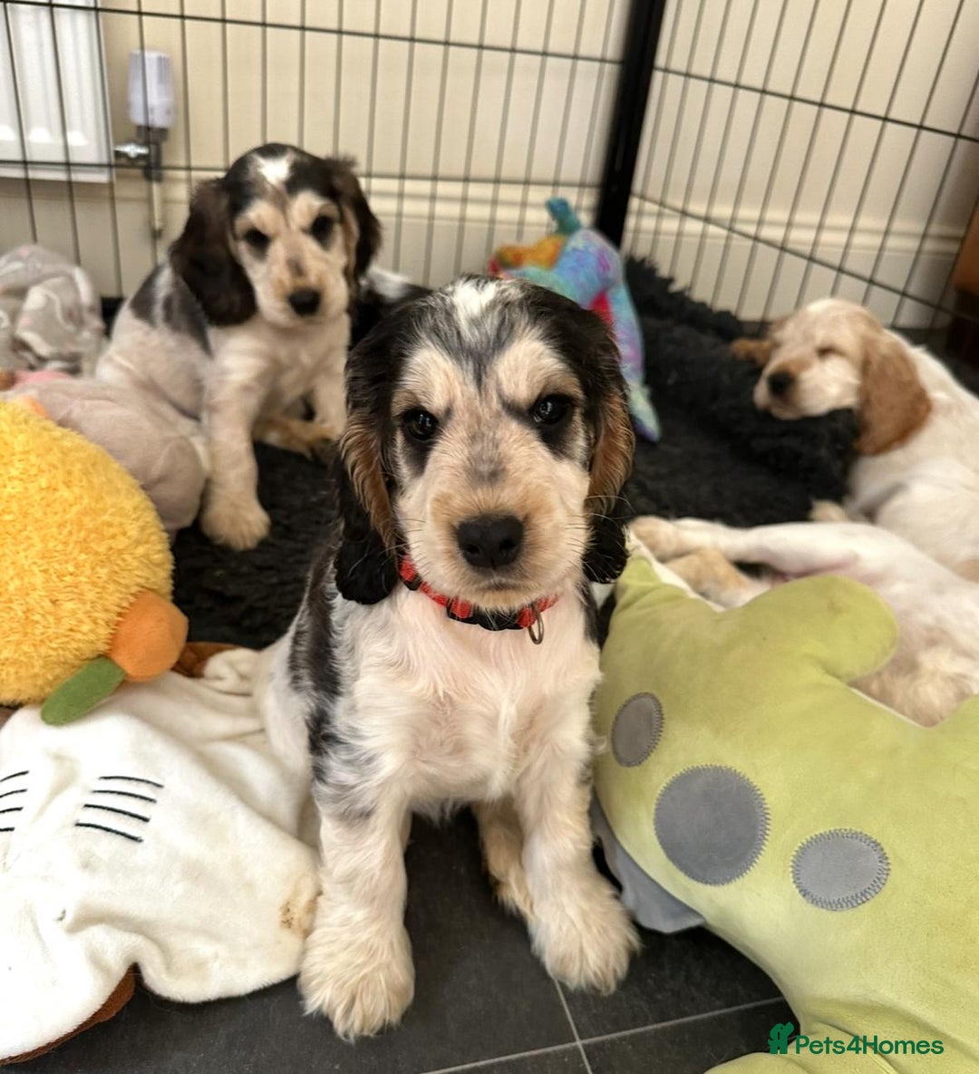 Cocker Spaniel dogs for sale: 4 Beautiful Puppies. KC Sable Show Cocker Puppies  - Image 18