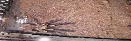 Tarantulas invertebrates for sale: Tarantula Collection  in Sturminster Newton - Advert 8